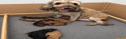 Cockapoo dogs for sale: Beautiful F1b Cockapoo puppies - Advert 2