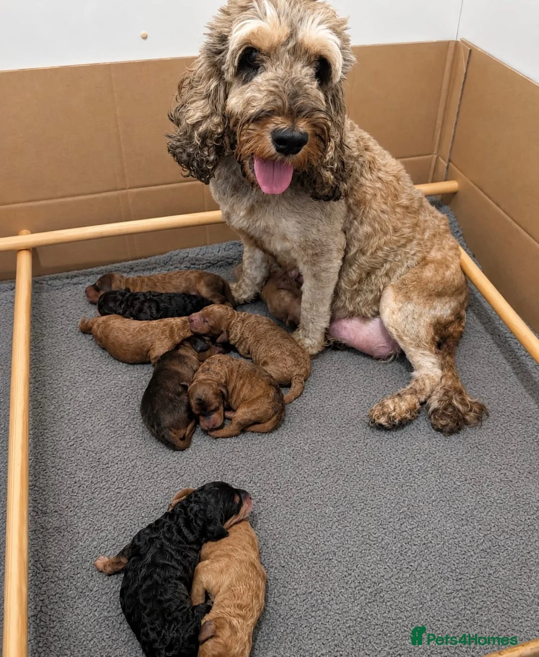 Cockapoo dogs for sale: Beautiful F1b Cockapoo puppies - Advert 2
