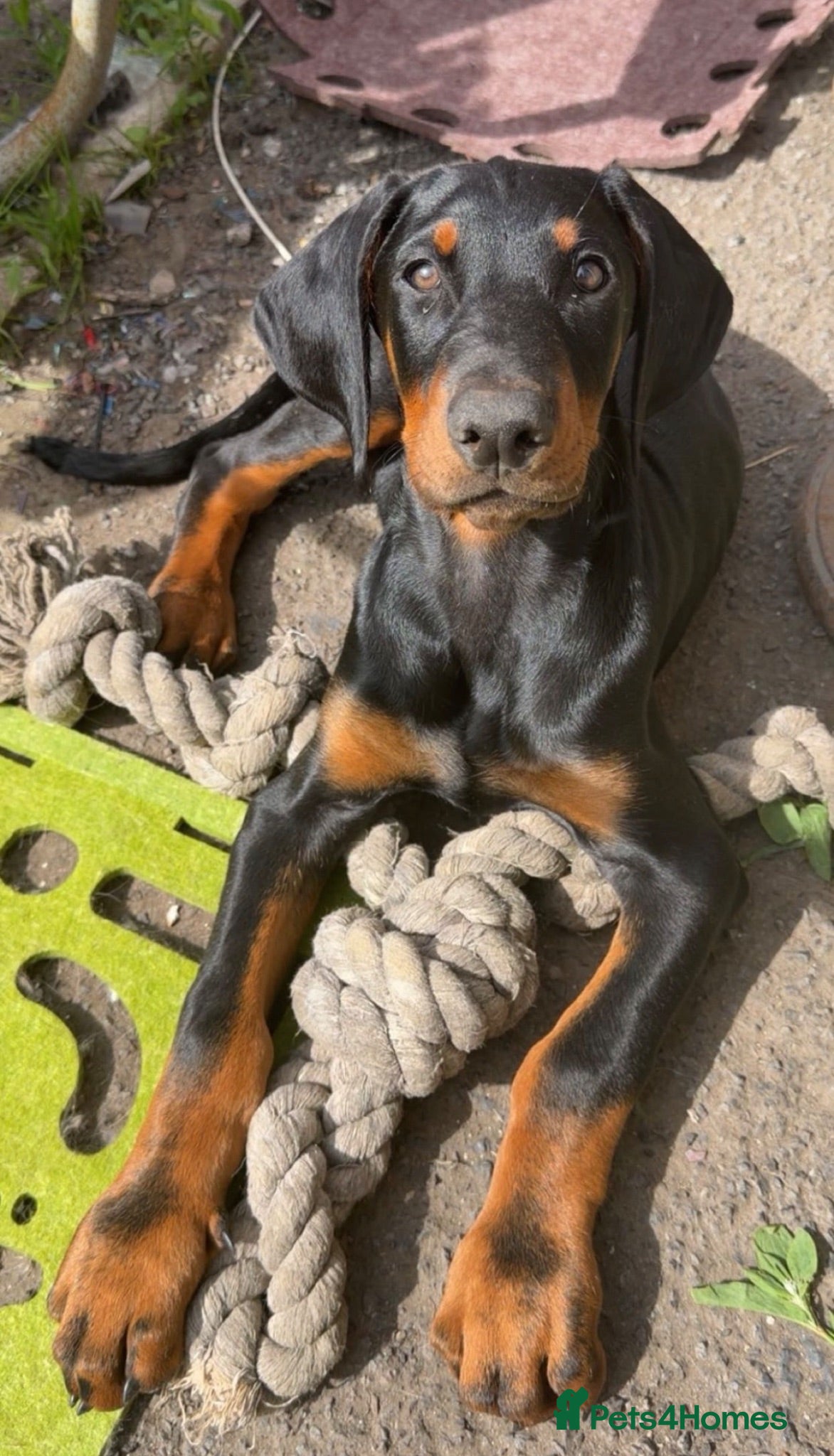 Dobermann dogs 5 month Dobermann puppy - Advert 11