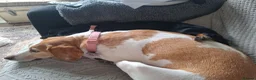 Foxhound dogs for sale: Peggy - Advert 3