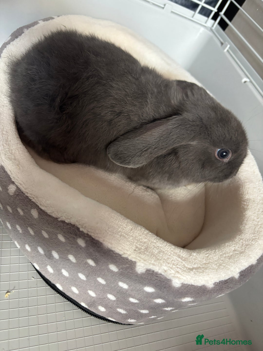 Mini Lop rabbits for sale: Smokey the mini lop!  - Image 5