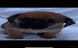 Jack Russell dogs for sale: Jack Russel puppy’s  - Image 2