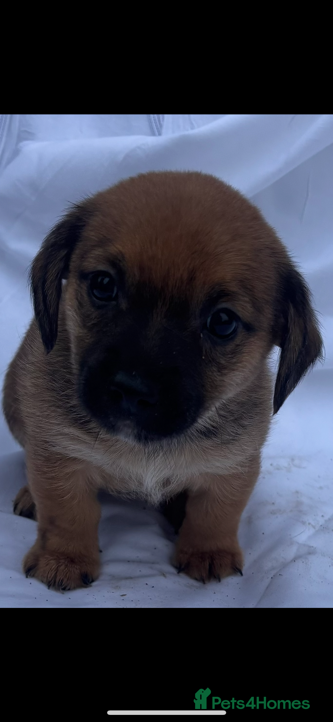Jack Russell dogs for sale: Jack Russel puppy’s  - Image 2