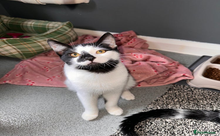 Domestic Shorthair cats - Advert 9