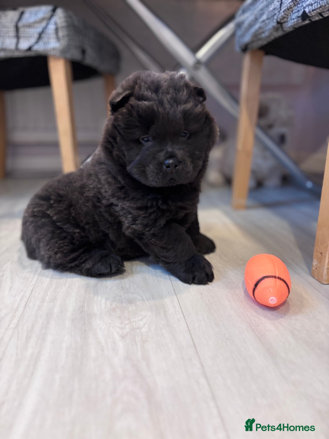 Chow Chow dogs for sale: Blue and Cream carry Tan ChowChow puppies  - Advert 9