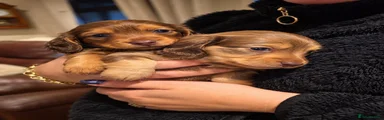 Dachshund 2