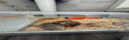 Gerbil rodents for sale: 2 male gerbils  in Nottingham - Advert 3