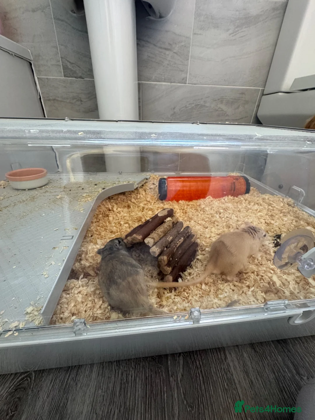 Gerbil rodents for sale: 2 male gerbils  in Nottingham - Advert 3