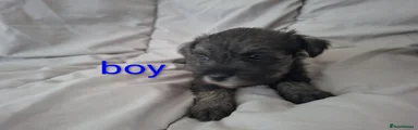Miniature Schnauzer 5