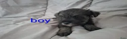 Miniature Schnauzer dogs for sale:  Cutest miniature schnauzer puppies  - Advert 6