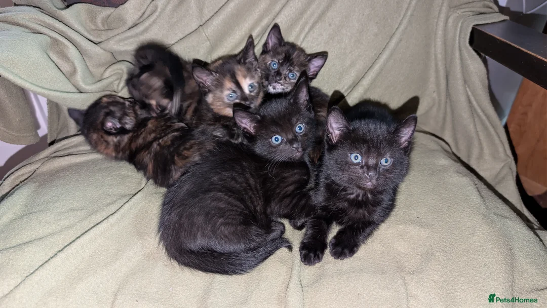 Russian Blue cats for sale: Adorable Russian Blue cross kittens - Advert 10