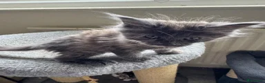 Maine Coon Kitten 4