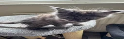 Maine Coon cats for sale: GCCF PEDIGREE MAINECOON KITTENS - Advert 13