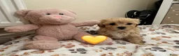 Mixed Breed dogs for sale: Last Girl Remaining - Beautiful Shihpoochon Puppy - Advert 21