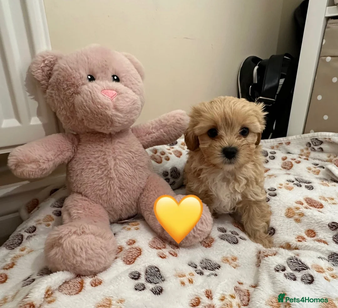 Mixed Breed dogs for sale: Last Girl Remaining - Beautiful Shihpoochon Puppy - Advert 21