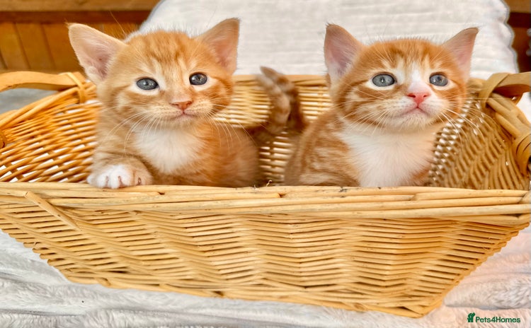 Mixed Breed cats - Advert 2