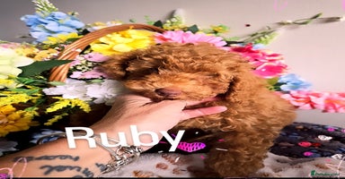 Toy Poodle dogs in Belvedere - Advert 7