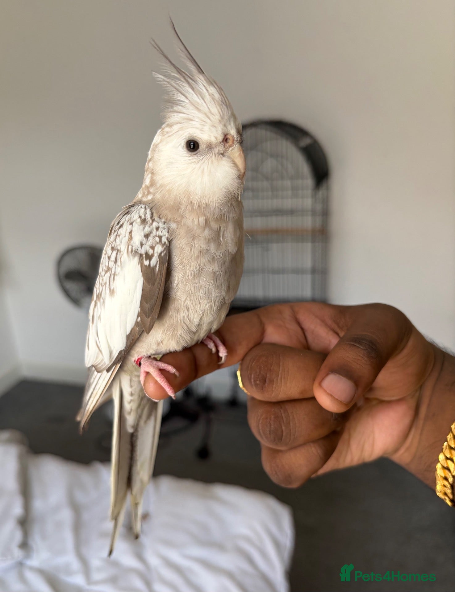 Cockatiels birds Hand Reared White Face Baby Cockatiel - Advert 2