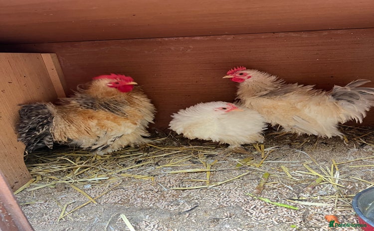 Chickens poultry - Advert 2