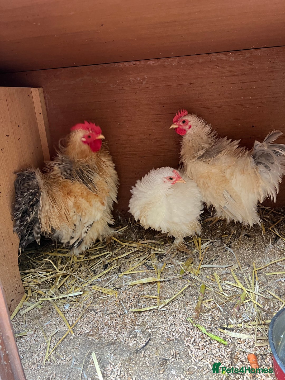 Chickens poultry for sale: Frizzle feather Bantons  - Image 1