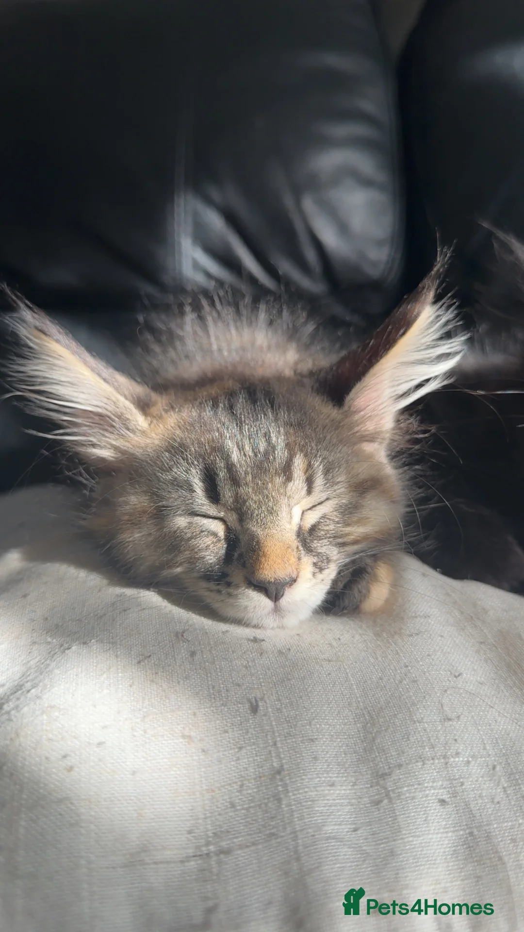 Maine Coon cats for sale: Maincoone kittens  - Advert 5