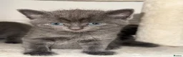British Shorthair cats for sale: 5 British Shorthair kittens. 4 male and 1 female - Advert 6