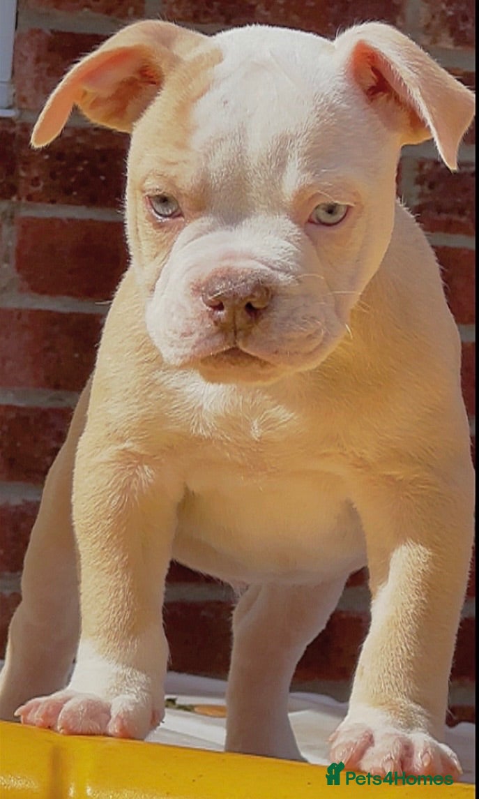 Olde English Bulldogge dogs 24 years 5⭐️Licensed & Registered, uk No 1  - Advert 4