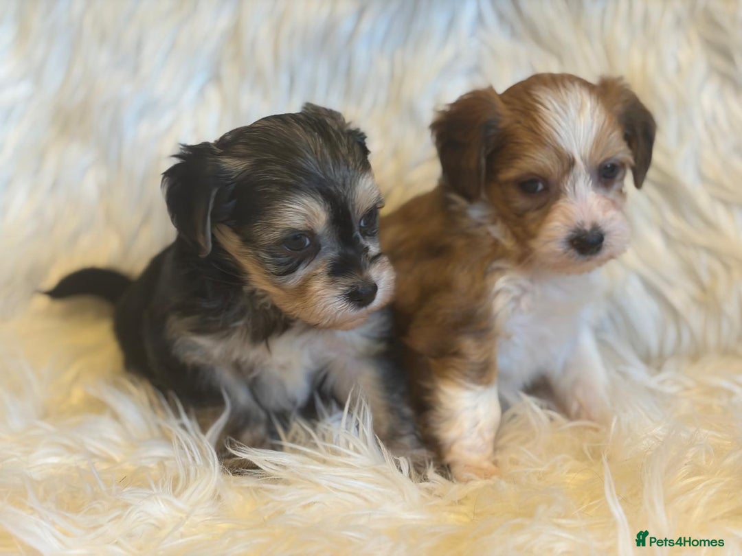 Chinese Crested dogs for sale: KC Reg Chinese created puppies - Advert 21