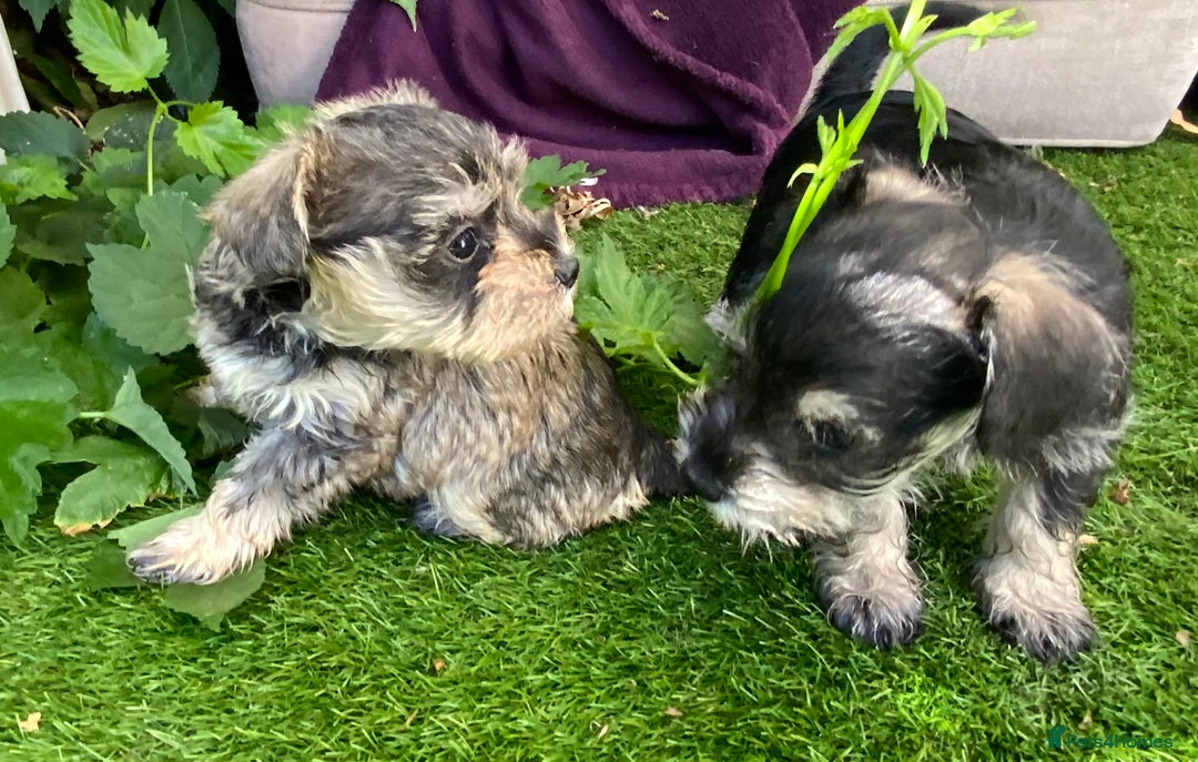 Miniature Schnauzer dogs for sale: Happy healthy miniature Schauzer puppies - Image 8