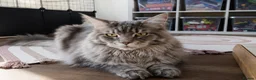 Maine Coon cats for sale: Male Maine coon  - Advert 1