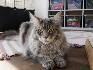 Maine Coon cats Male Maine coon - Advert 1