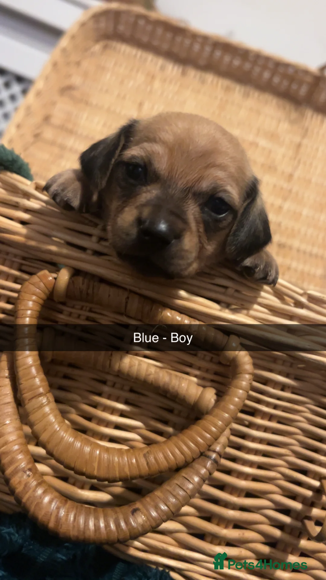 Chiweenie dogs for sale: Chiweenie puppies for sale   - Advert 2