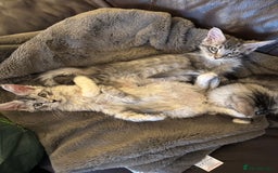 Maine Coon cats for sale: Three Mainecoon kittens for sale - Image 1