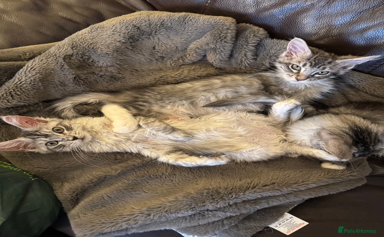 Maine Coon cats - Advert 3