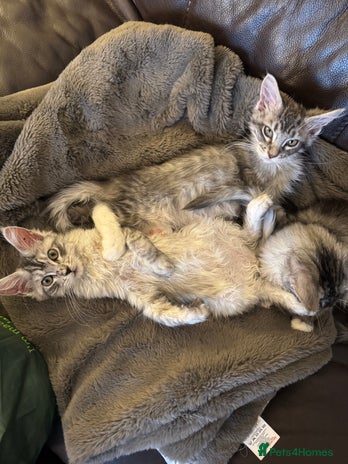 Maine Coon cats for sale - Advert 1