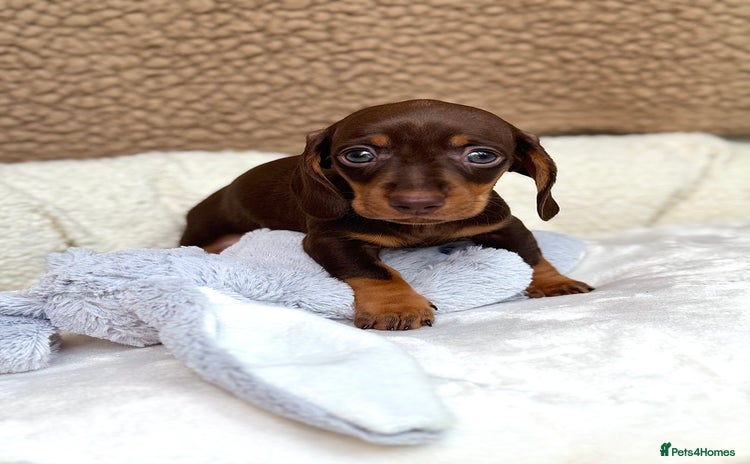 Miniature Dachshund dogs - Advert 2