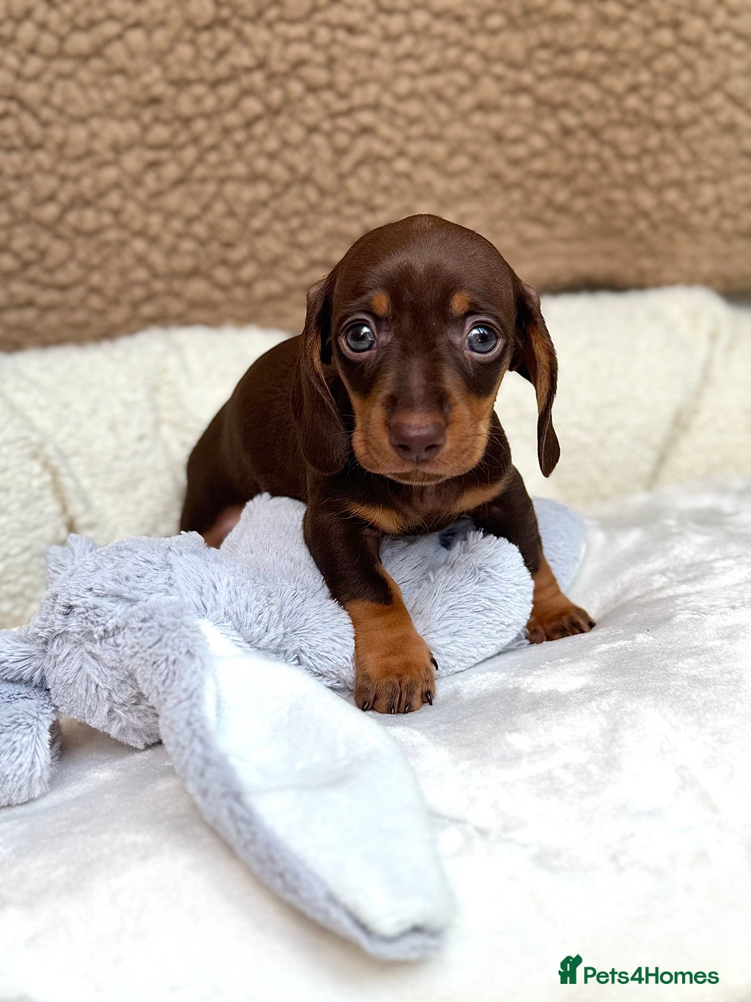 Miniature Dachshund dogs for sale: ♡︎𝒯ℴ𝓅 𝒷𝓁ℴℴ𝒹𝓁𝒾𝓃ℯ 𝒽ℯ𝒶𝓁𝓉𝒽 𝓉ℯ𝓈𝓉ℯ𝒹 ♡︎ - Image 7