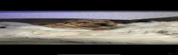 Shar Pei dogs for stud: Shar Pei for stud  - Advert 13