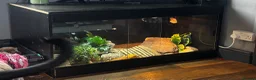 Bearded Dragon reptiles for sale: Beautiful red dragon - Advert 5