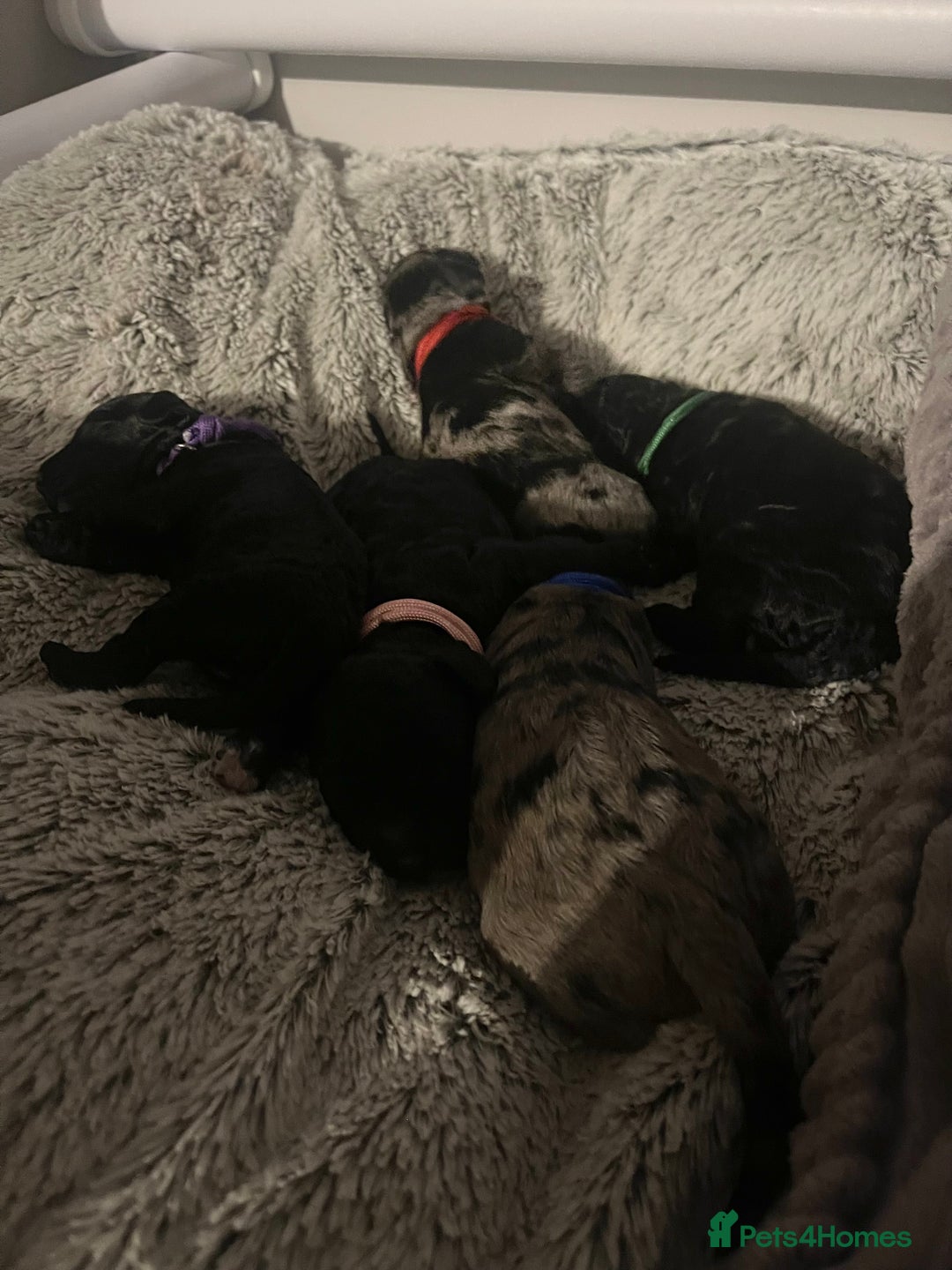 Cockapoo dogs for sale: F1b Cockapoos - Image 6