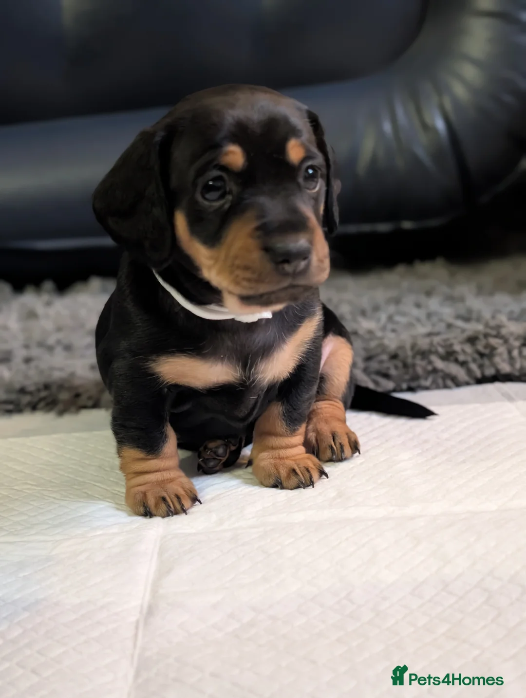 Mixed Breed dogs for sale: Dachshund cross pug puppies in Huddersfield - Advert 18