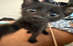 Mixed Breed cats for sale: 2 gorgeous kittens - Image 1