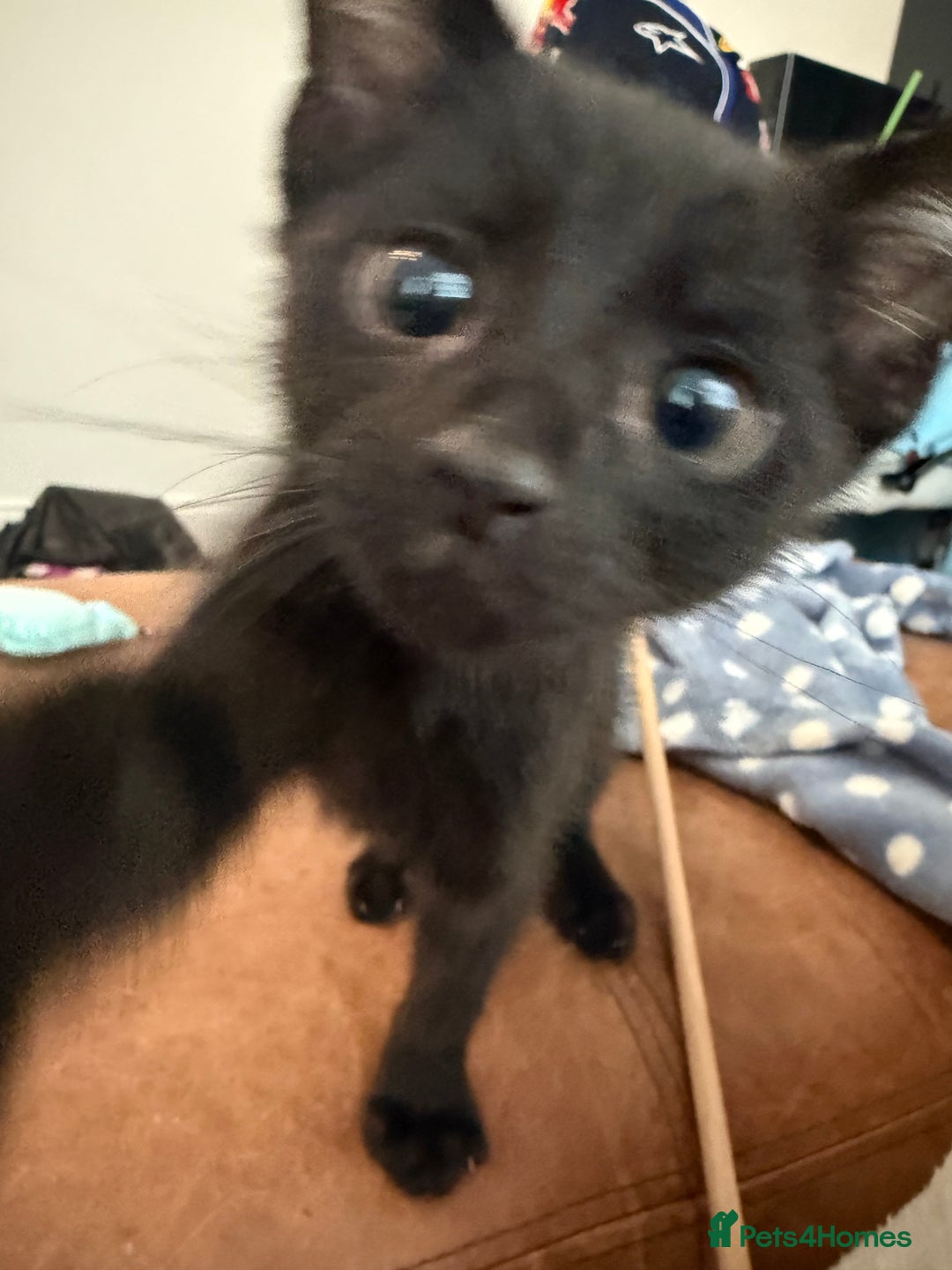 Mixed Breed cats for sale: 2 gorgeous kittens - Image 1