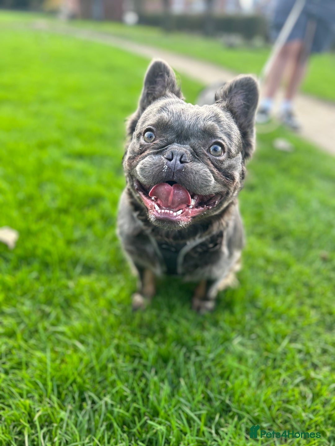 French Bulldog dogs for sale: French Bulldogs  - Advert 3