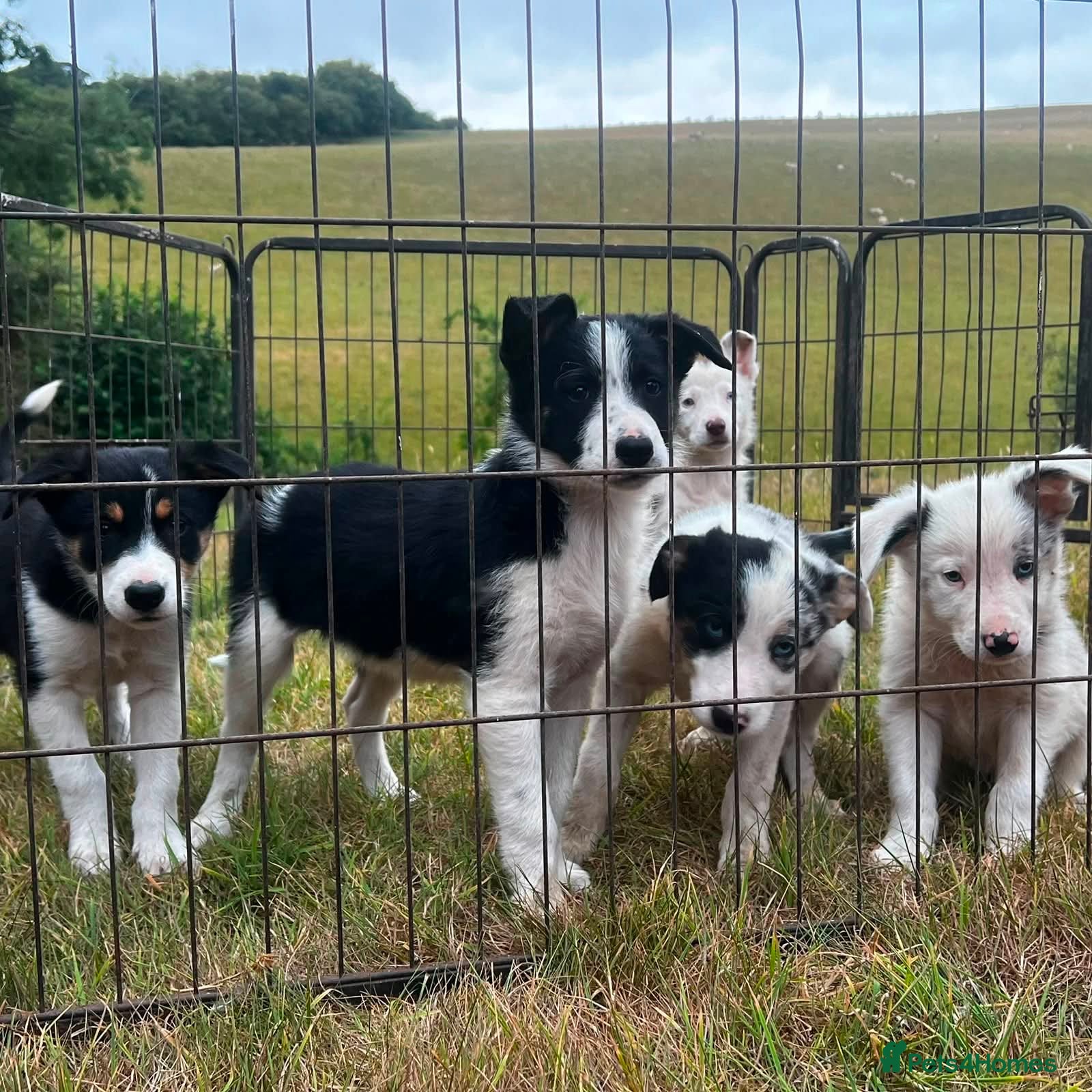 Border Collie dogs 5 Beautiful Border Collie, Blue Merle - Advert 2