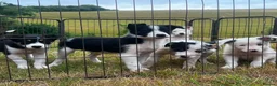 Border Collie dogs for sale: 5 Beautiful Border Collie, Blue Merle - Advert 2