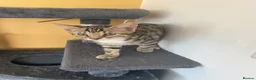 Bengal cats for sale: Bengal X - Advert 13