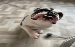 English Bulldog dogs for sale: Bulldog  - Image 3