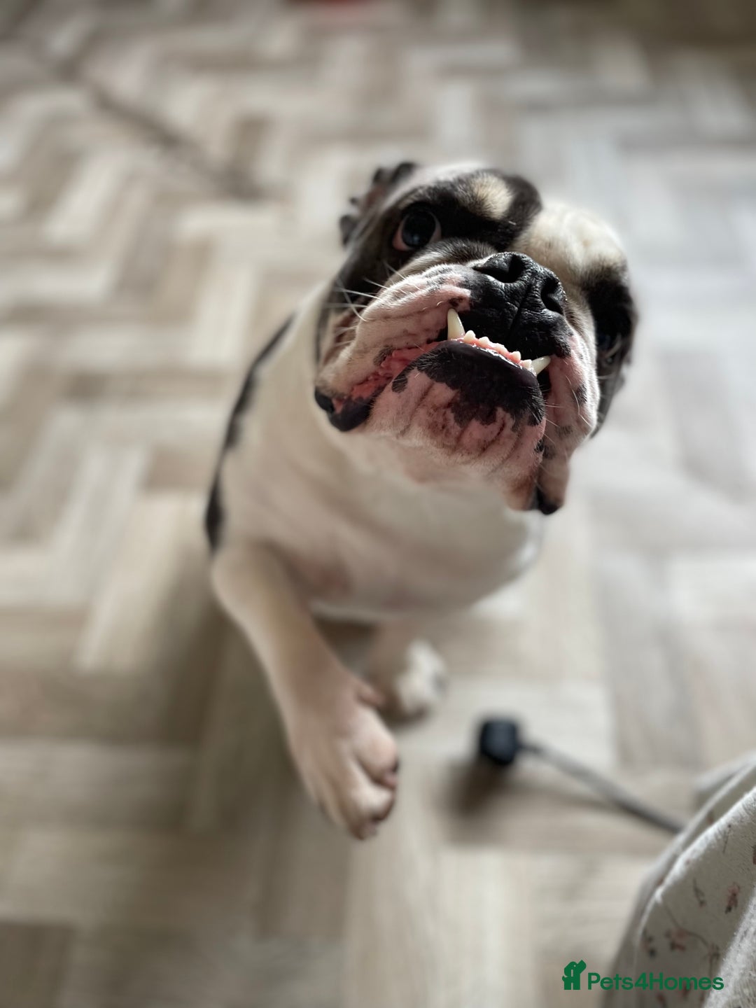 English Bulldog dogs for sale: Bulldog  - Image 3
