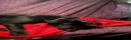 Mixed Breed dogs for adoption: Daphnee - Advert 4